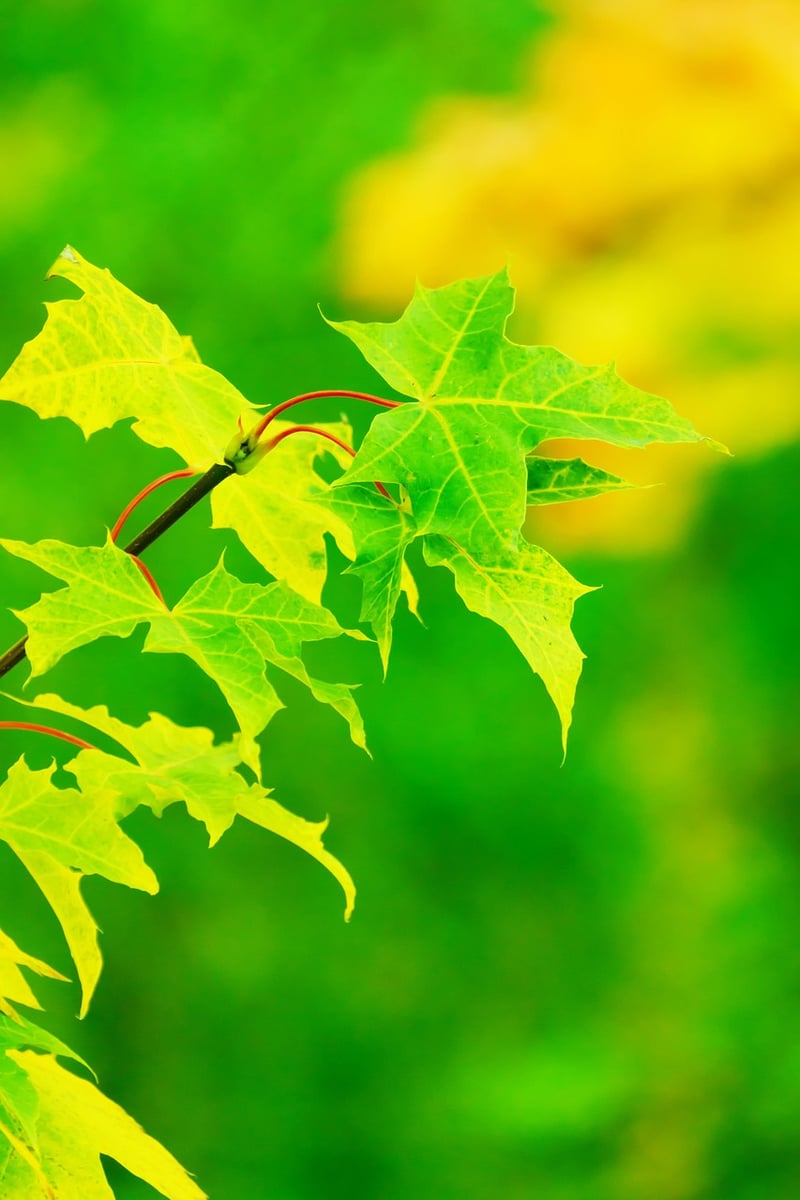 Whimsical Greenery