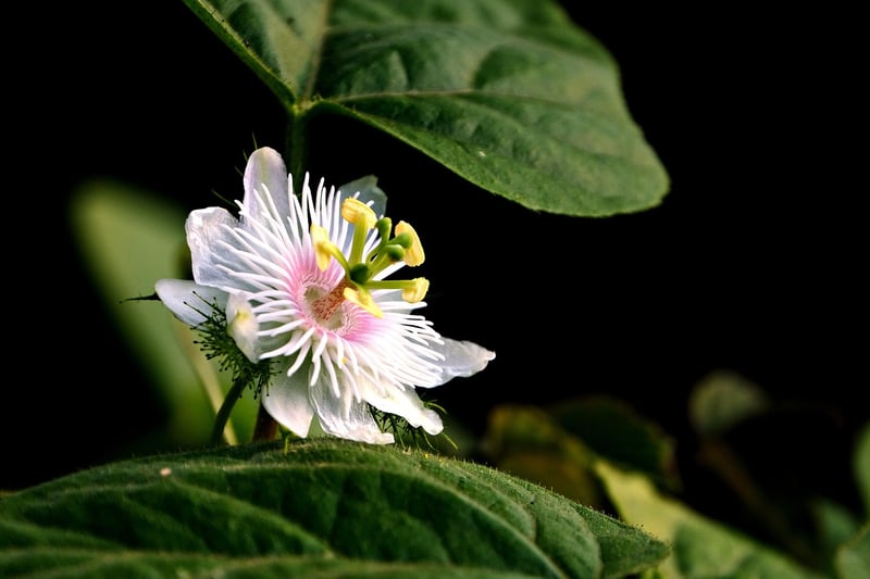 Moonflower