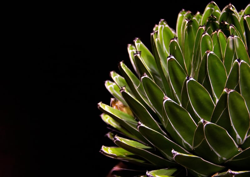 Haworthia Zebra Plant