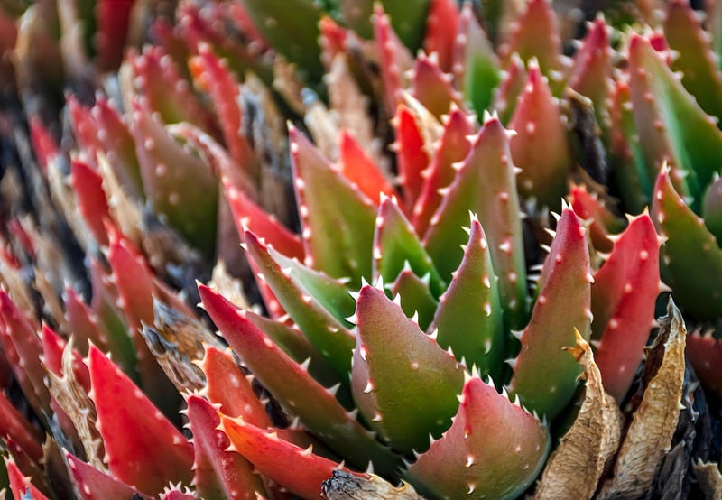 Dragon's Breath Succulent